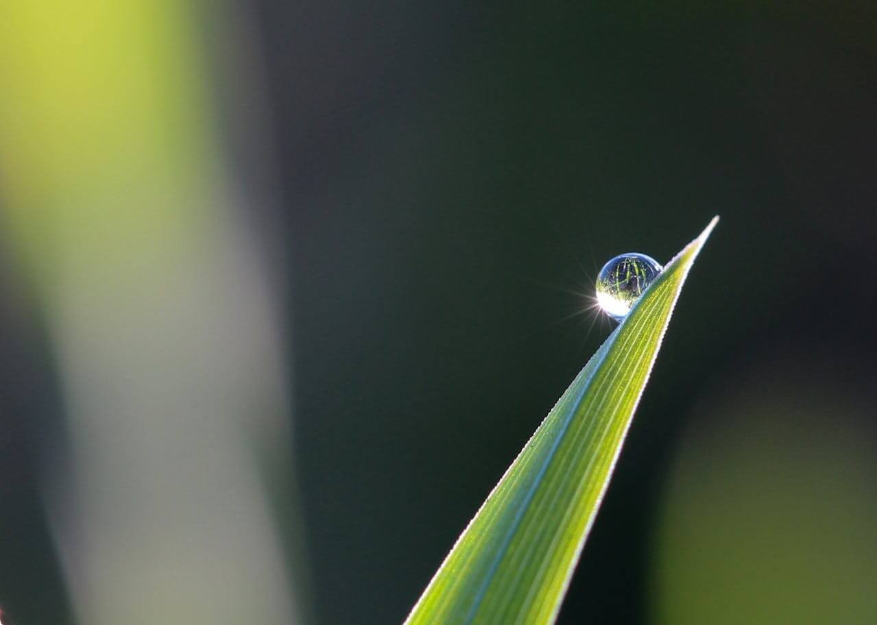 uma grama verde com uma gota de água na ponta, representando o meio ambiente sendo beneficiado pela energia solar